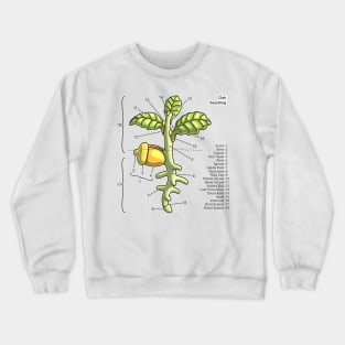 Oak Seedling Diagram Crewneck Sweatshirt